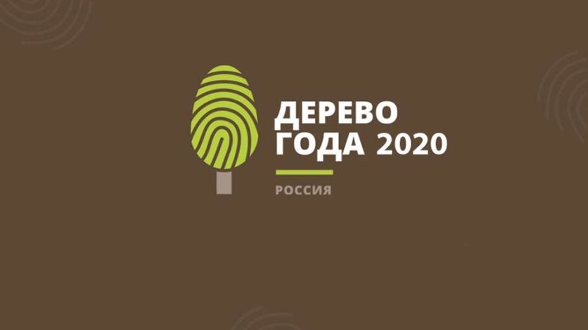 Национальный конкурс «Российское дерево года 2020»